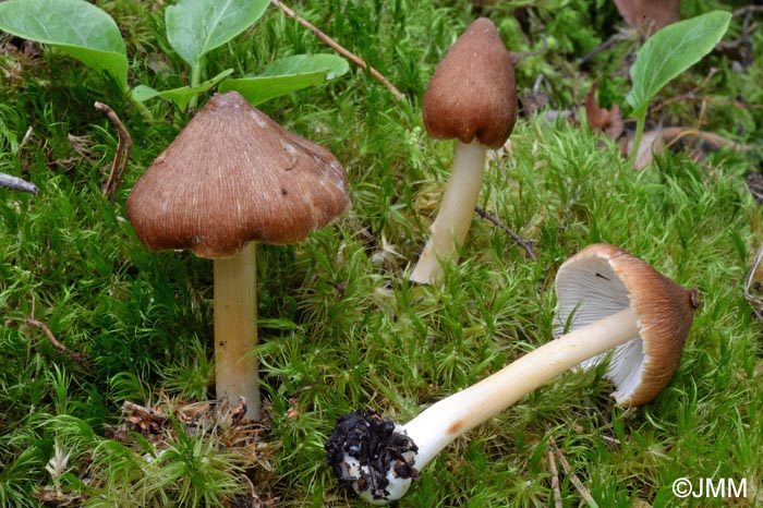 Inocybe Maculata Inosperma Maculatum